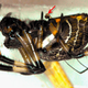 Illustration for article titled Male Spiders Fuck So Hard They Literally Break Their Dicks in Half